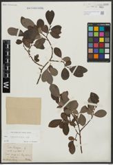 Foto von Salix appendiculata Vill.